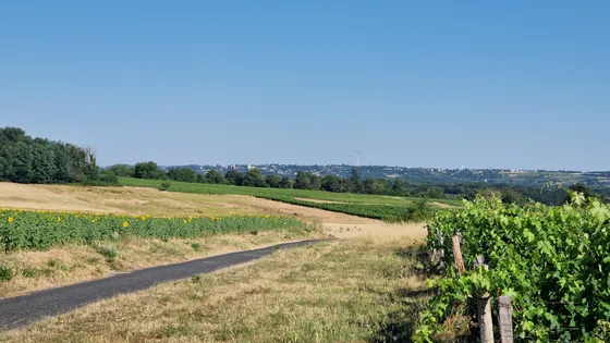 Vignoble AOC Chinon — Photo 1