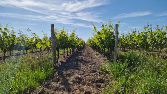Vignoble AOC Chinon — Photo 10