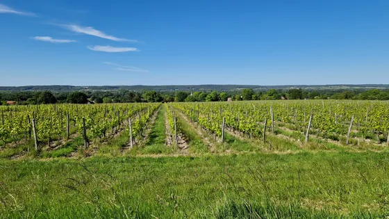 Vignoble AOC Chinon — Photo 9