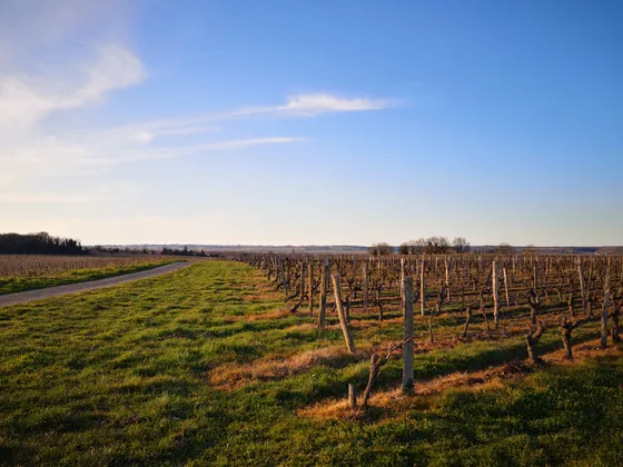 Vignoble AOC Chinon — Photo 8