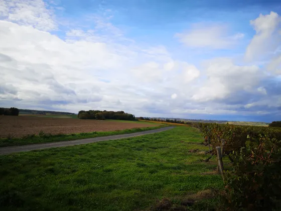 Vignoble AOC Chinon — Photo 4