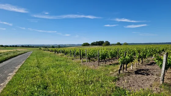 Vignoble AOC Chinon — Photo 3