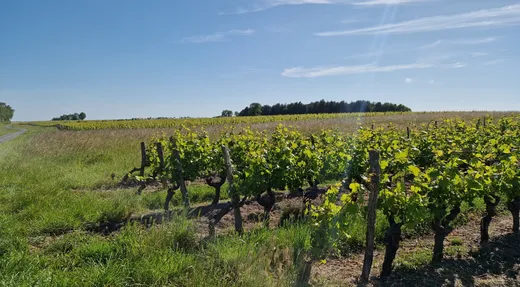 Balade en mobylette vintage en Touraine avec ToursNmob
