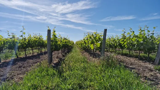Balade en mobylette vintage en Touraine avec ToursNmob