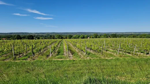 Balade en mobylette vintage en Touraine avec ToursNmob