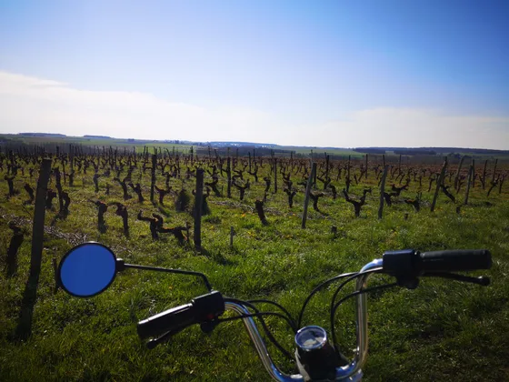 Vignoble AOC Chinon — Photo 6
