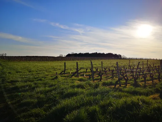 Vignoble AOC Chinon — Photo 2